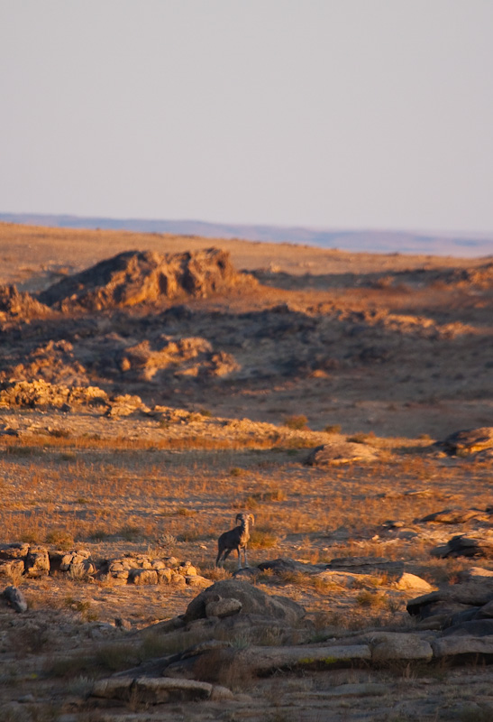 Argali At Sunrise